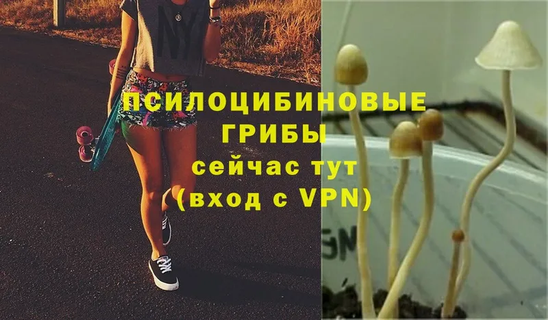 Псилоцибиновые грибы MAGIC MUSHROOMS  Большой Камень 